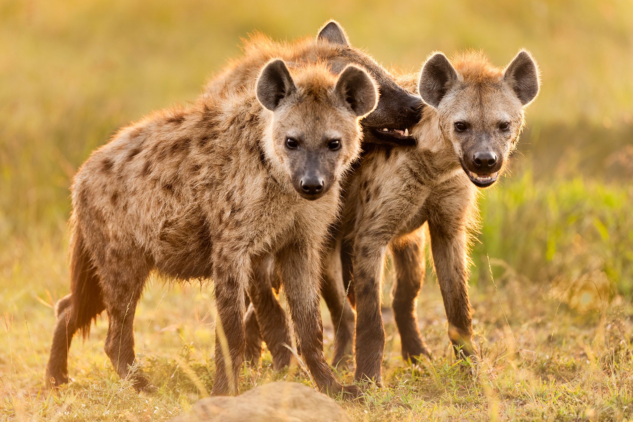 Hyena eating wildebeest alive at Masai Mara National Reserve