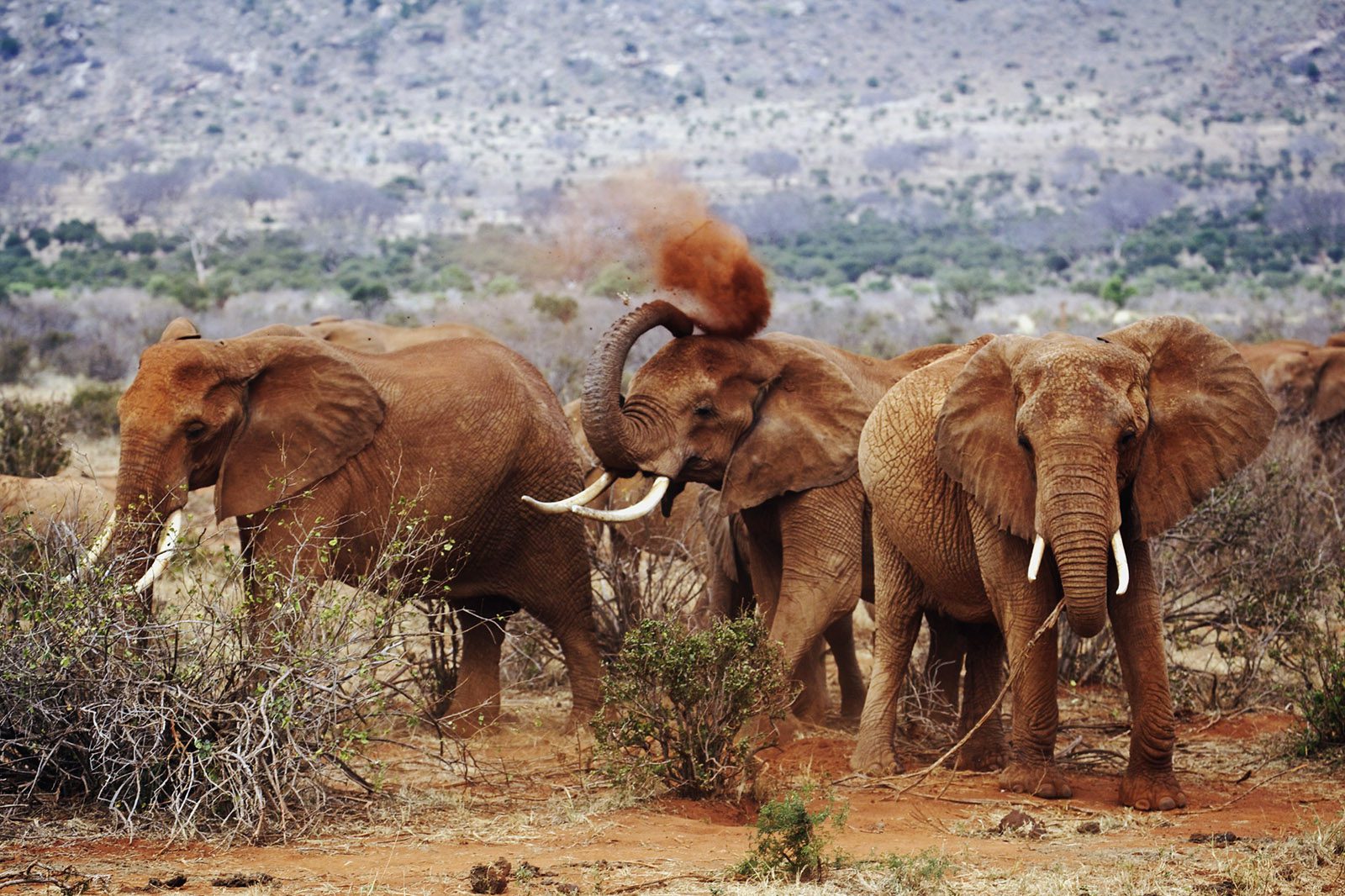 Tsavo National Park, home to Kenya’s Big five