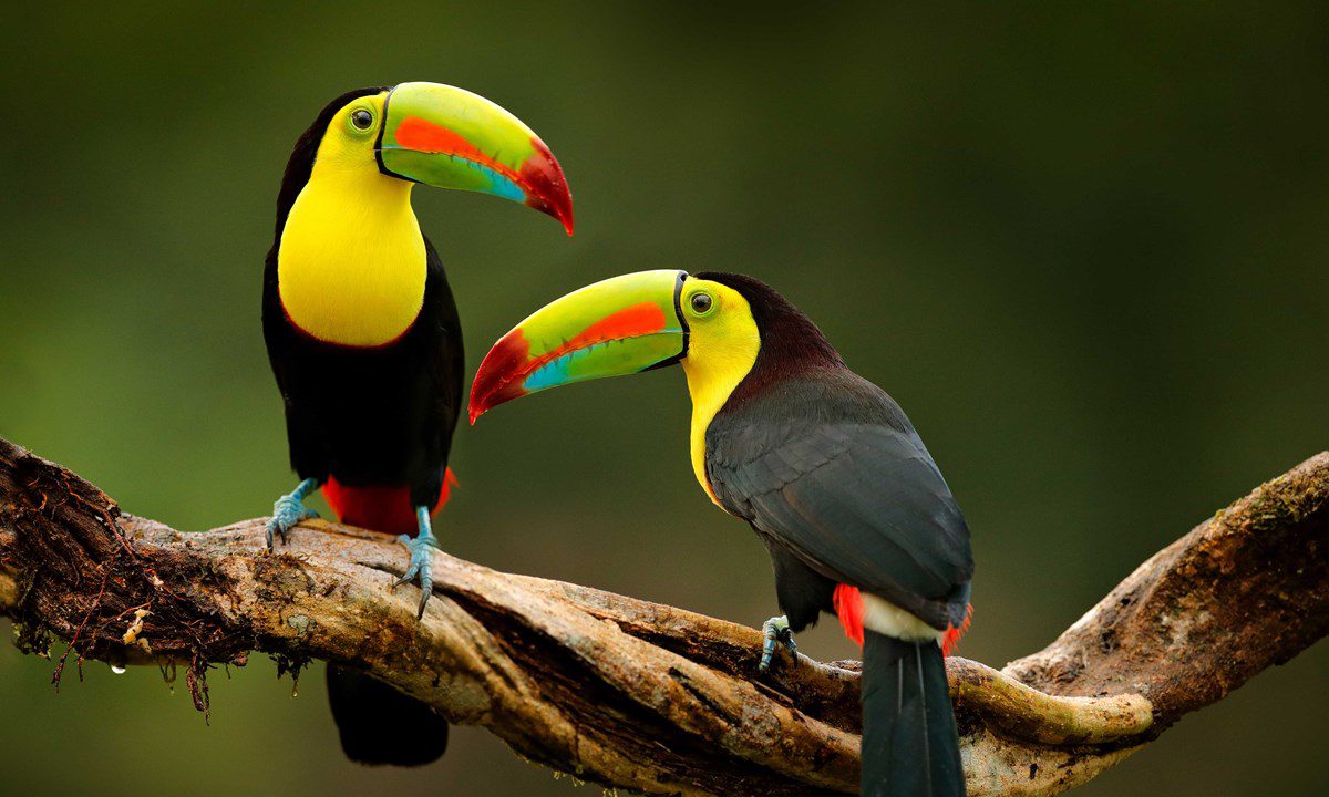 Best destinations for bird watching in Burkina Faso, West Africa