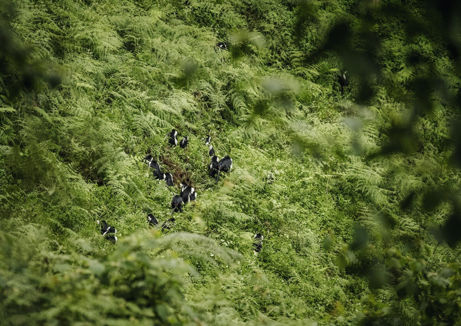 Top 3 National Parks and Reserves in Rwanda