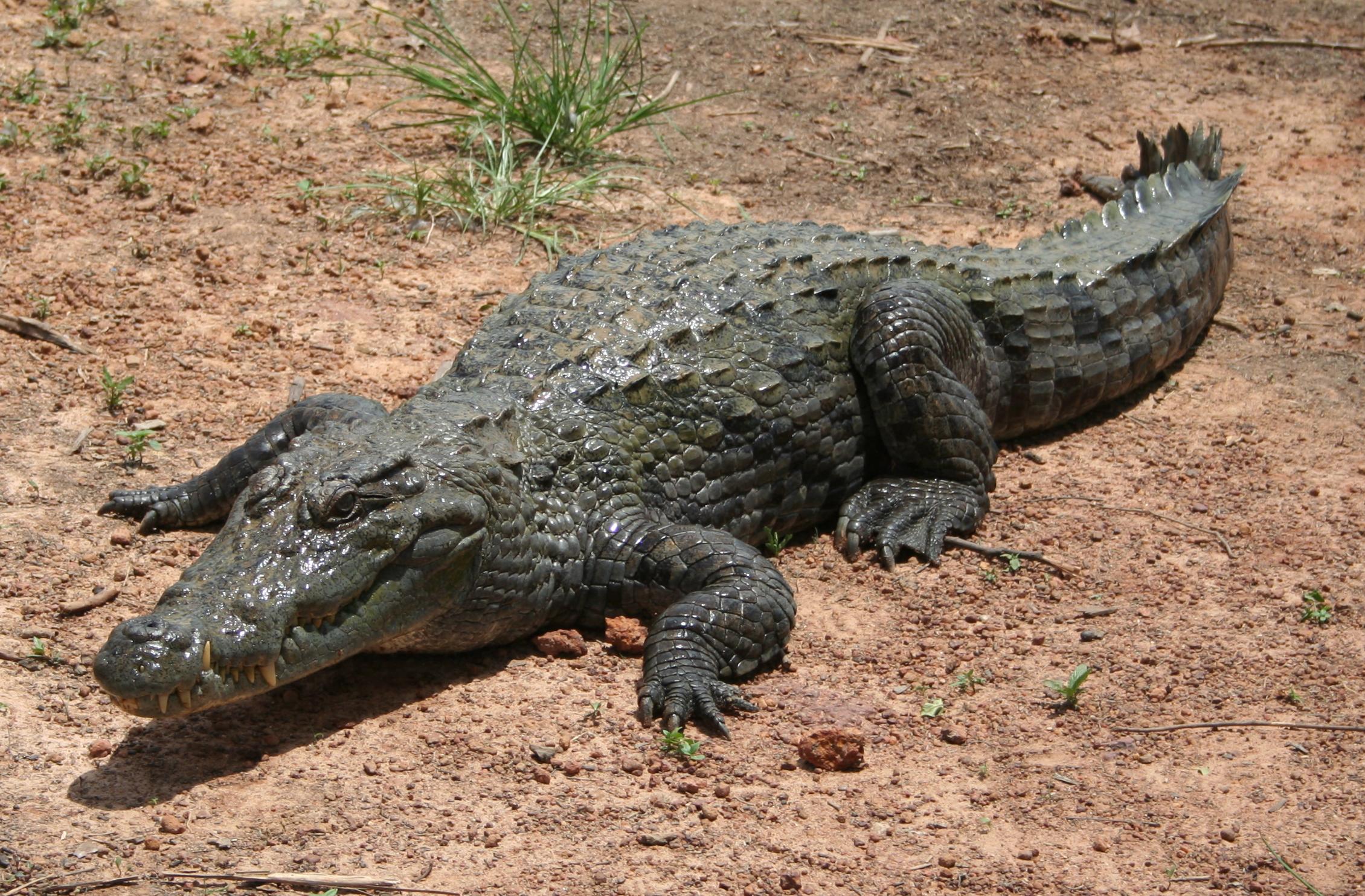 Nigeria’s 79-year-old crocodile worshipped by locals