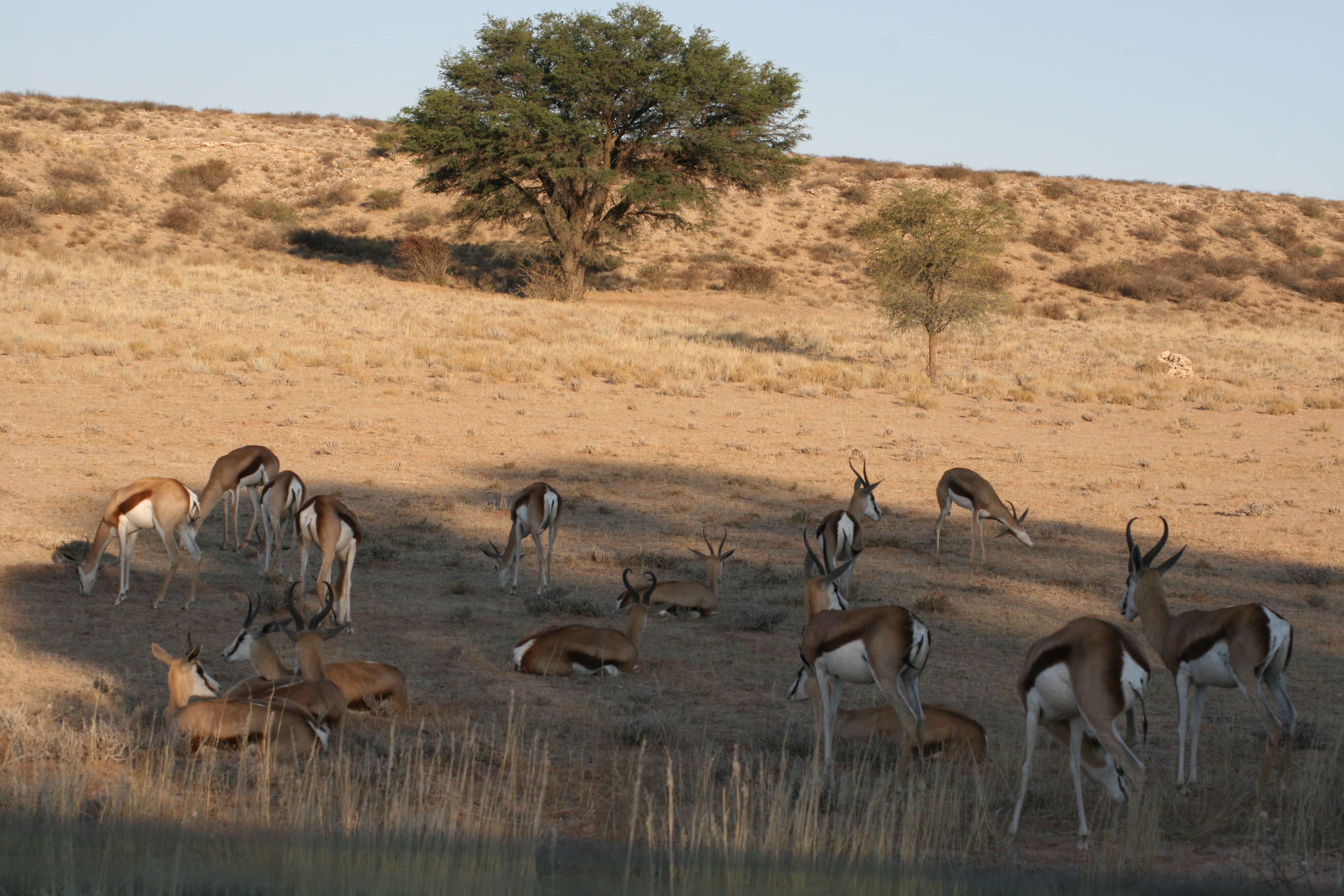 Gazelle in South Africa