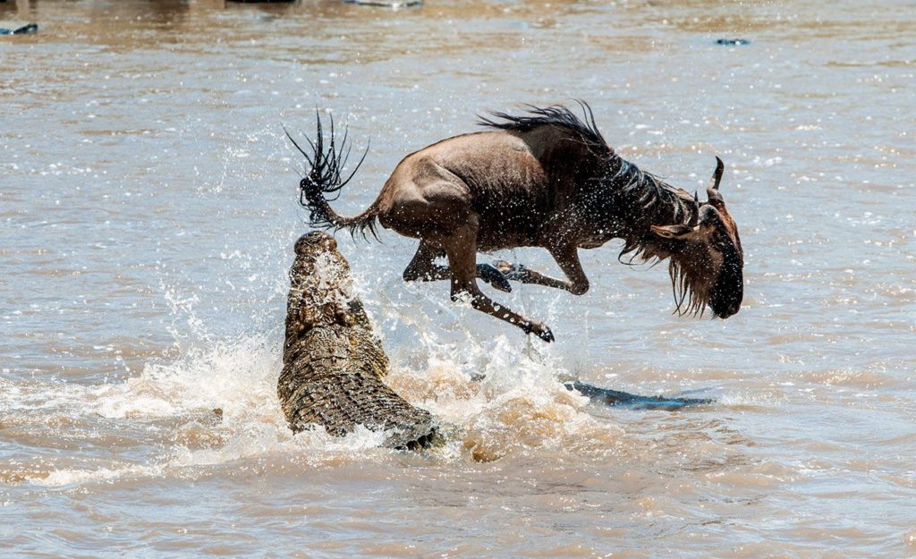 Best time to catch wildebeest migration, the 8th wonder of the world