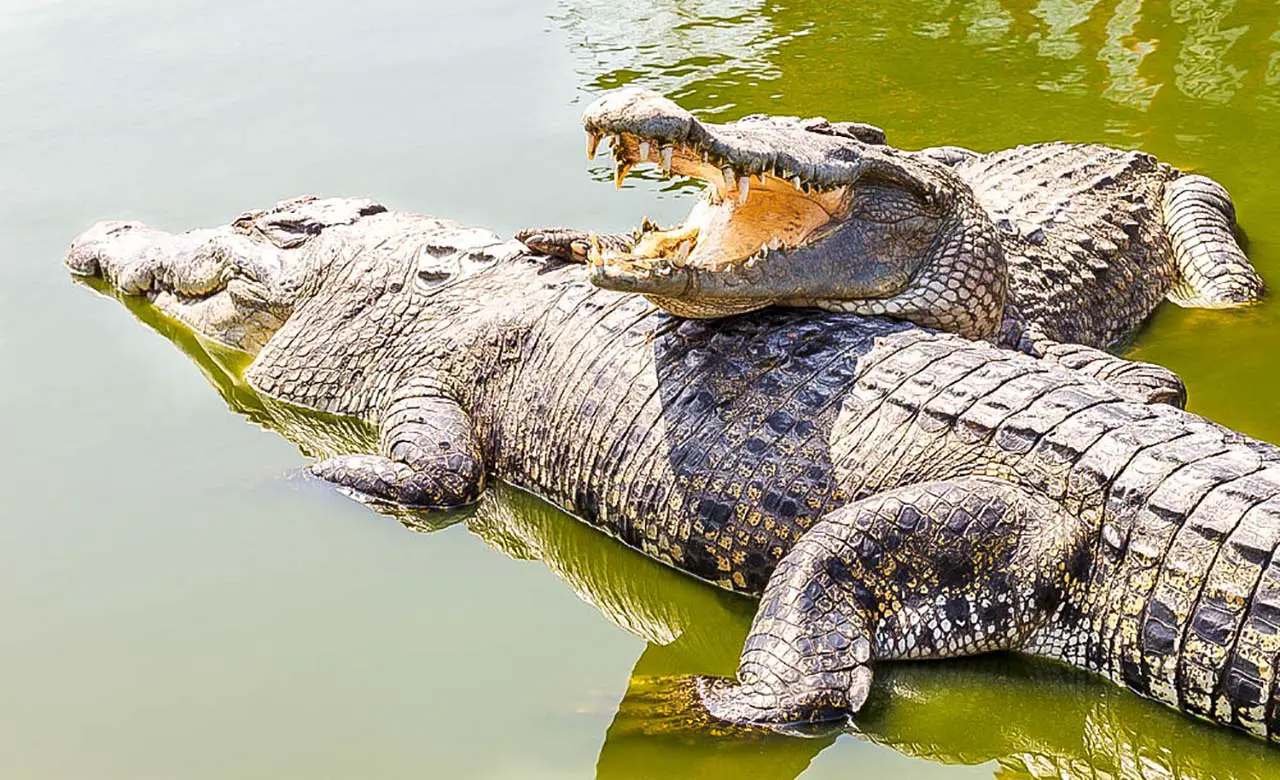 Inside Yamoussoukro’s city crocodiles believed to have mystical powers