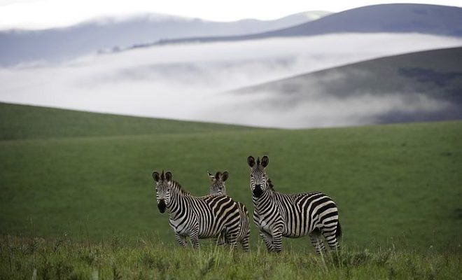 Nyika National Park in Malawi, the warm heart of Africa
