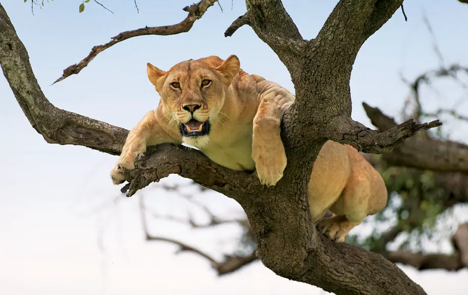 Lions climbing a tree