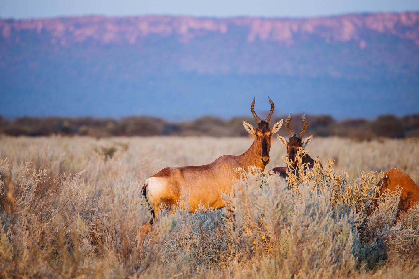 NamidRand Reserve, Namibia