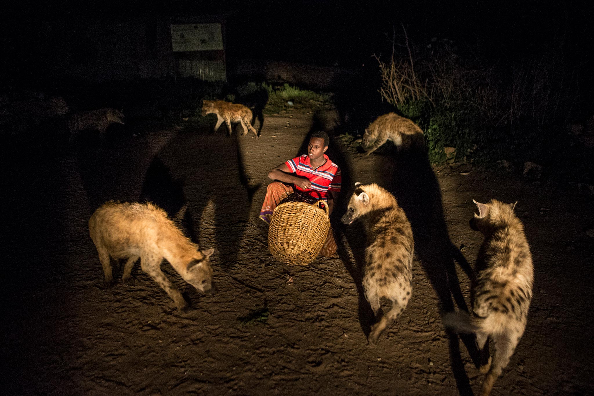 Feeding the Hyenas of Harar, Ethiopia