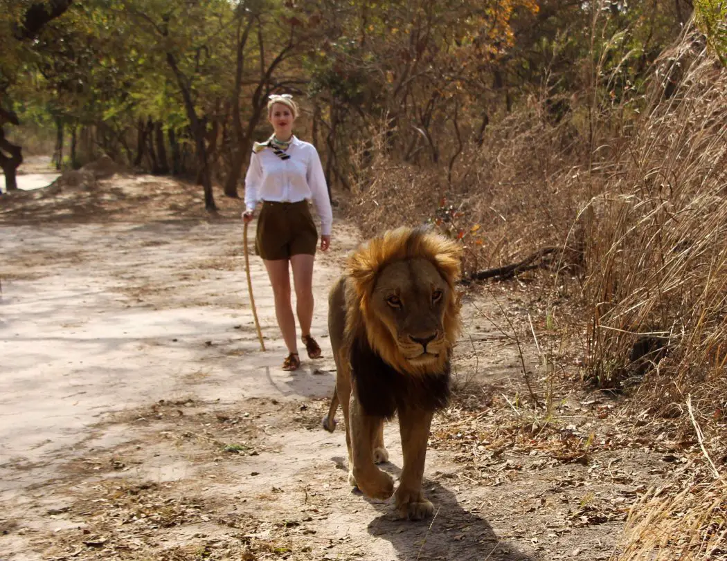 A walk with the lions in Senegal’s Fathala Reserve for $470