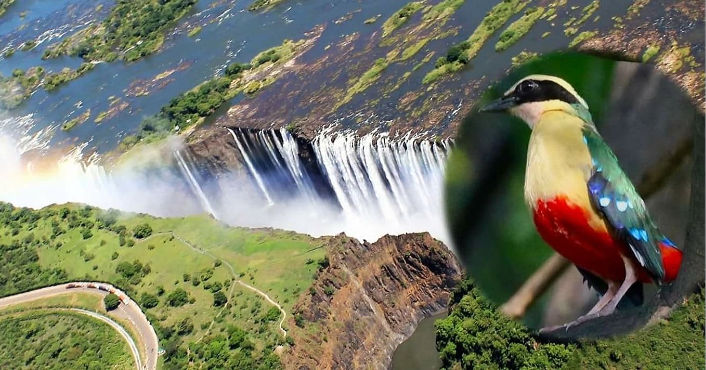 birds at victoria falls national park