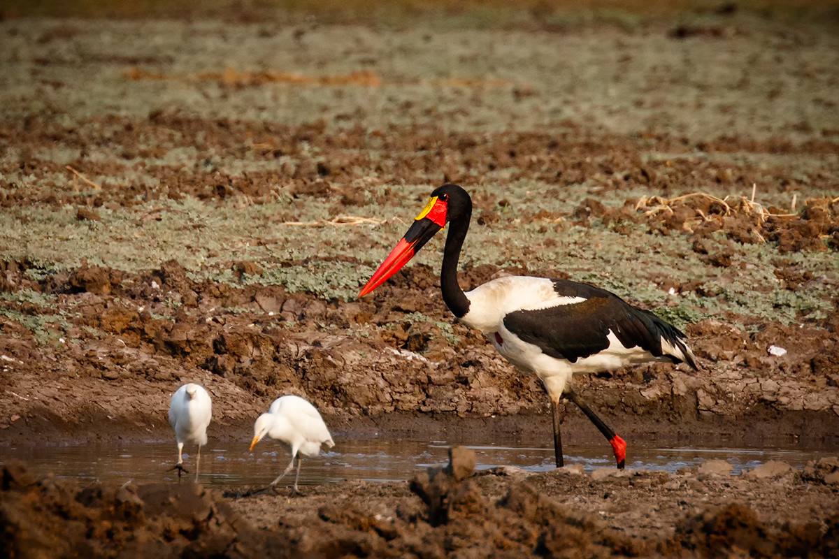 bird watching in Zimbabwe