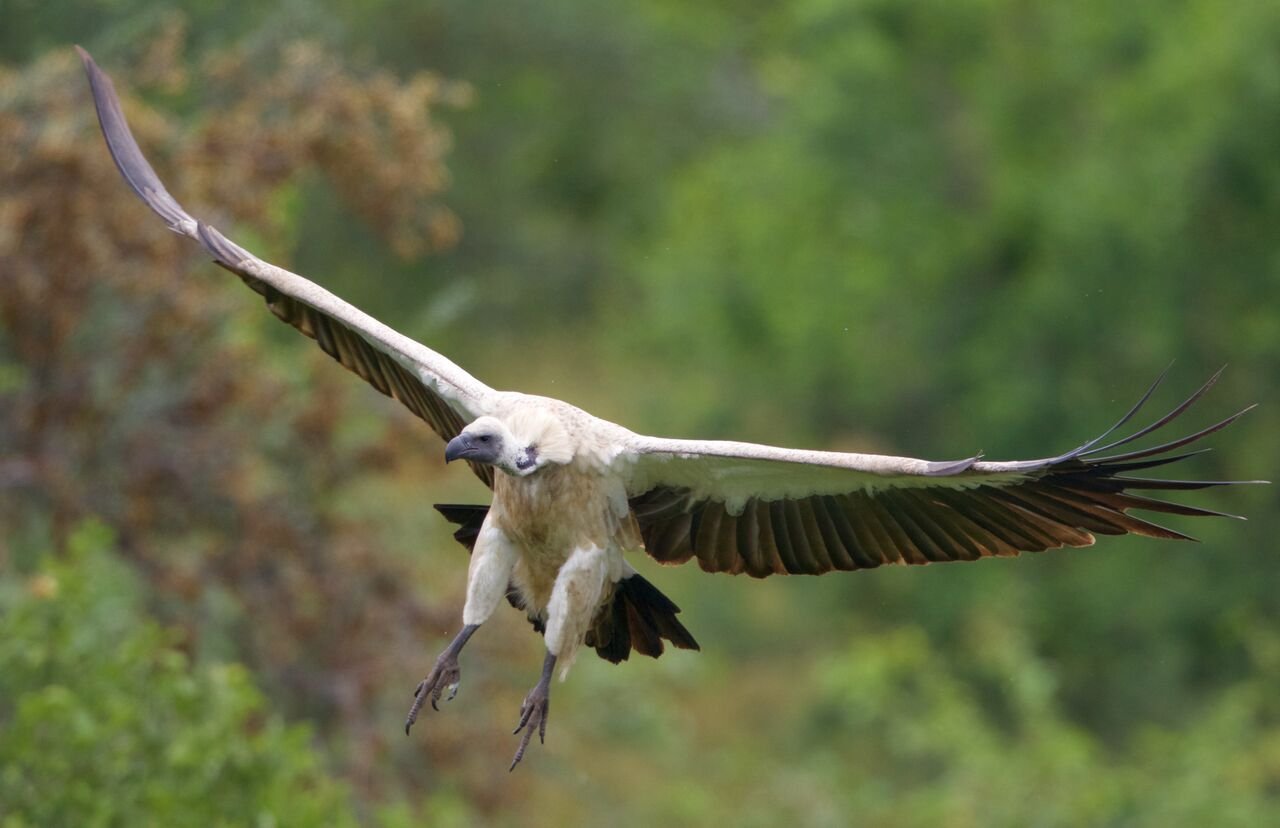 bird watching in zimbabwe