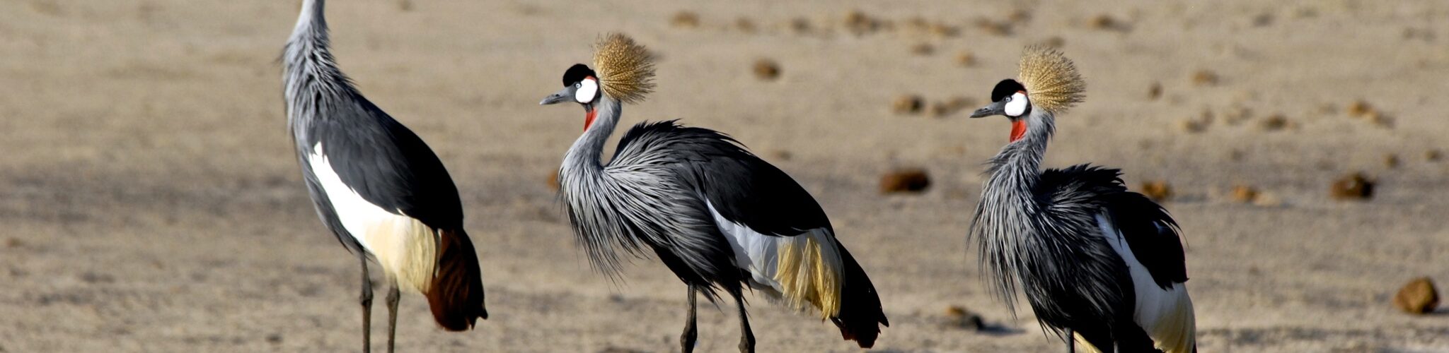 bird watching in zimbabwe
