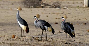 bird watching in zimbabwe