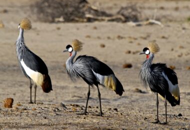 bird watching in zimbabwe