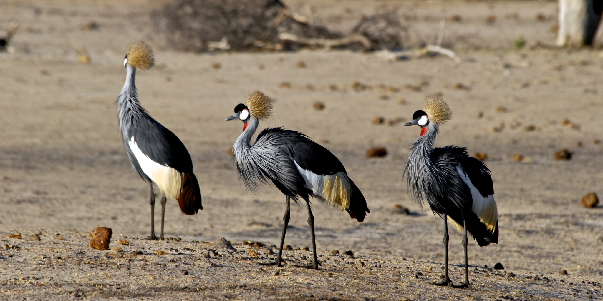 bird watching in zimbabwe