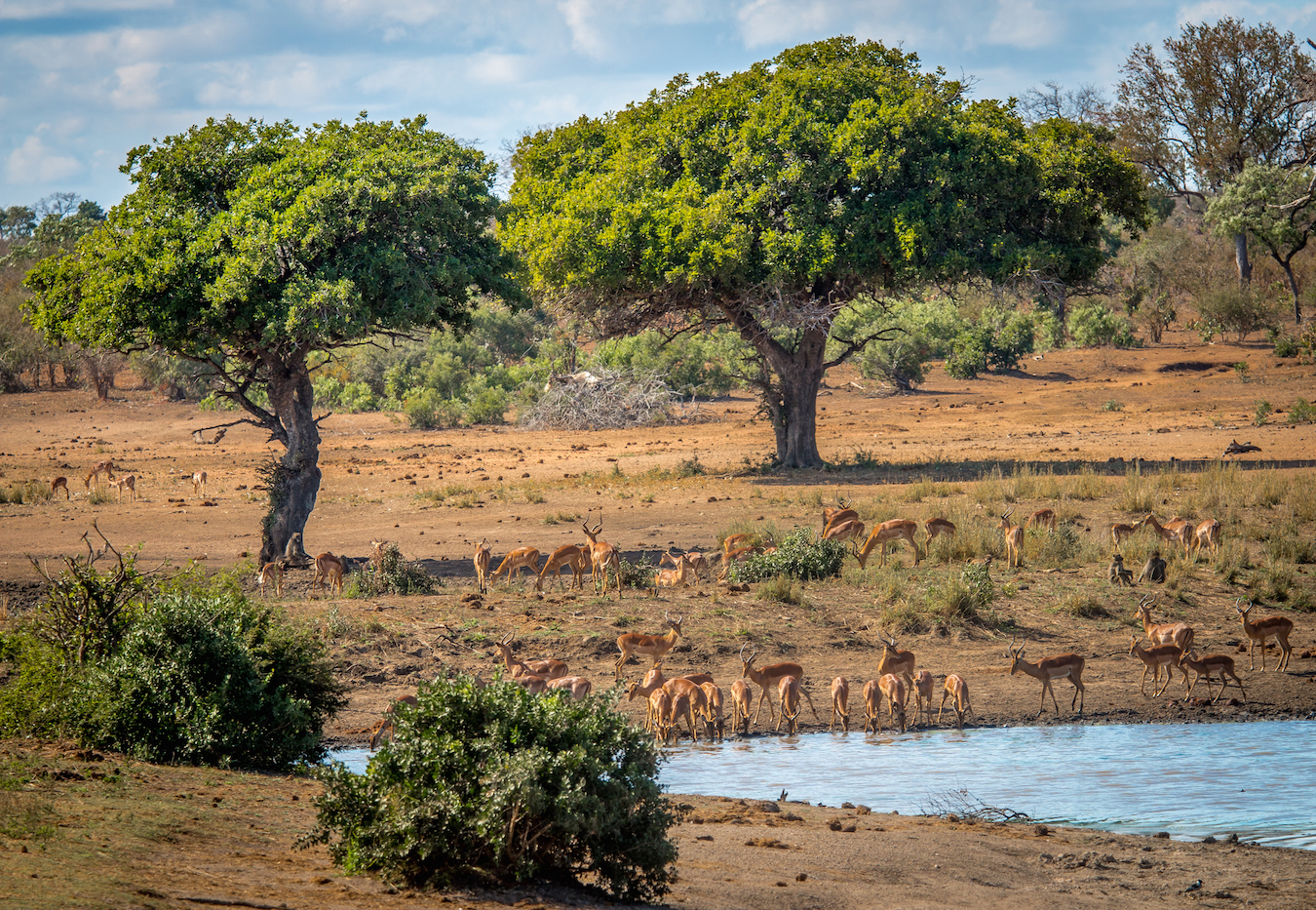 Kruger National Park, home to the world’s big five