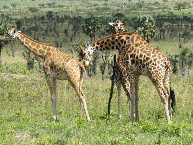 Waza National Park, Cameroon's Home for the big five