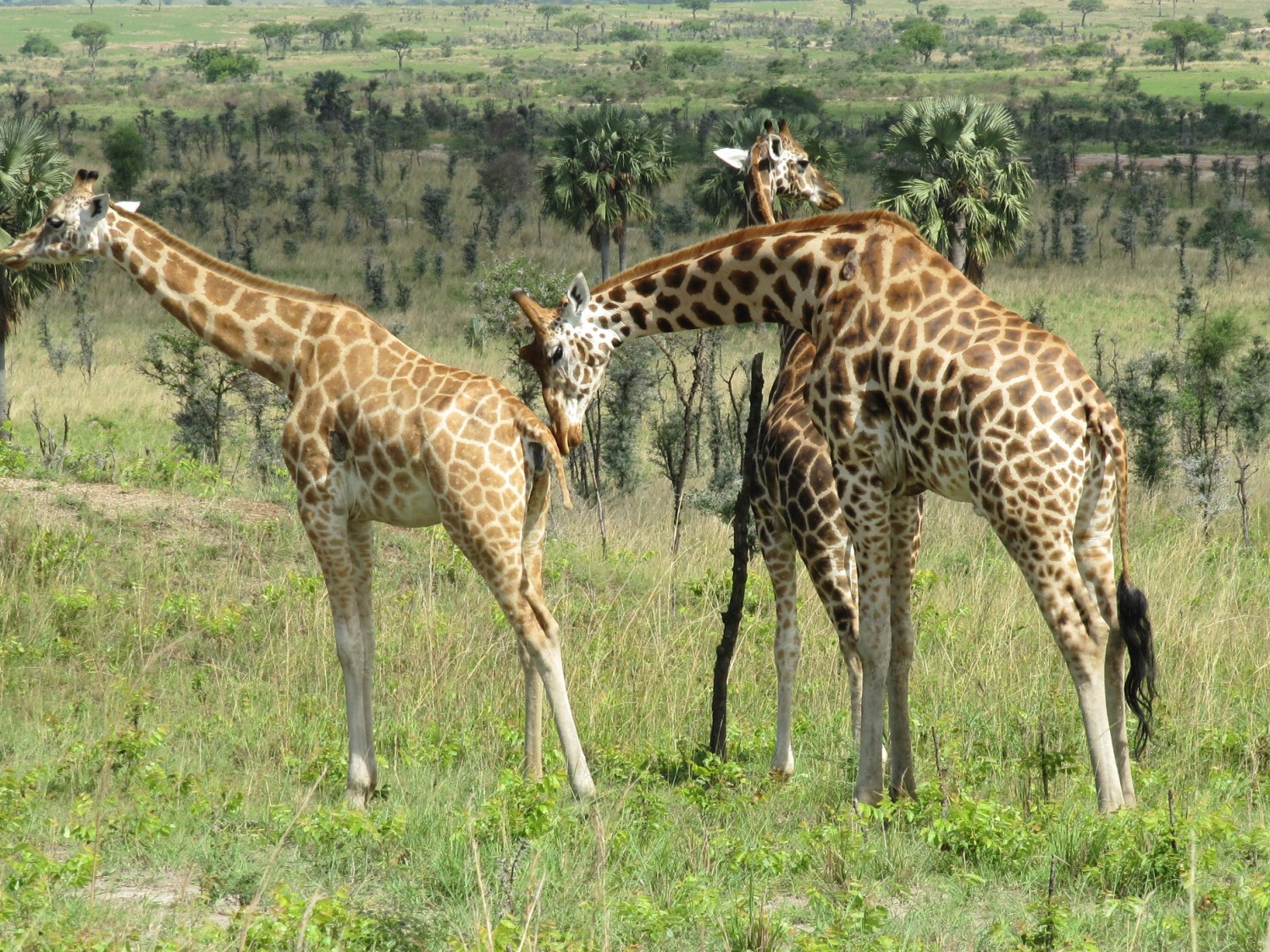 Rothschild giraffe in Waza national Park