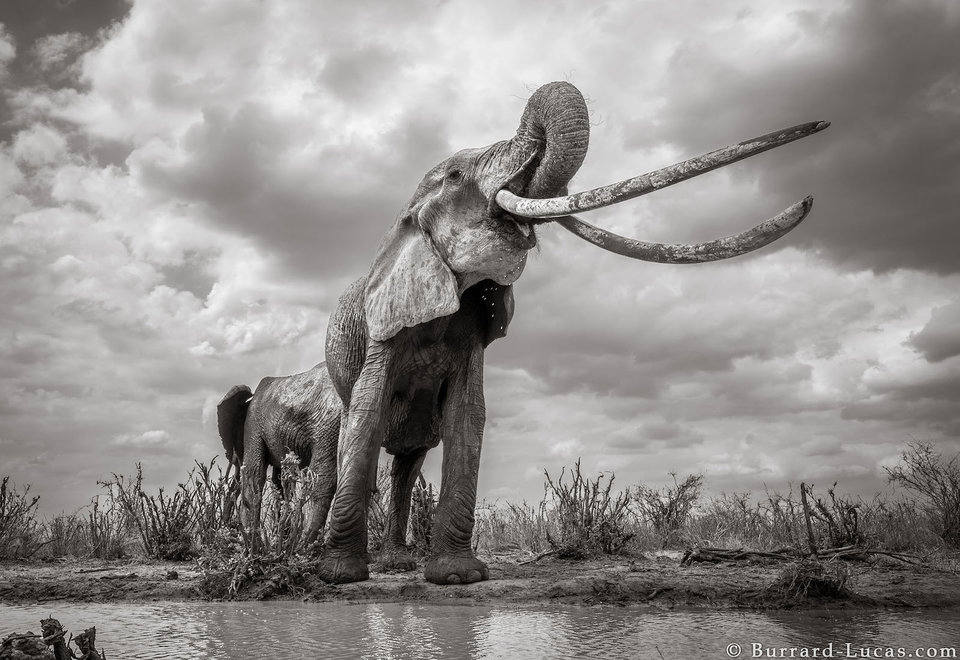 Queen elephant kenya