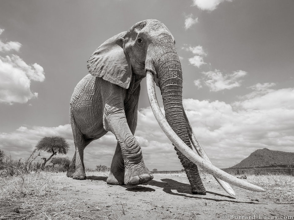 Queen elephant Kenya