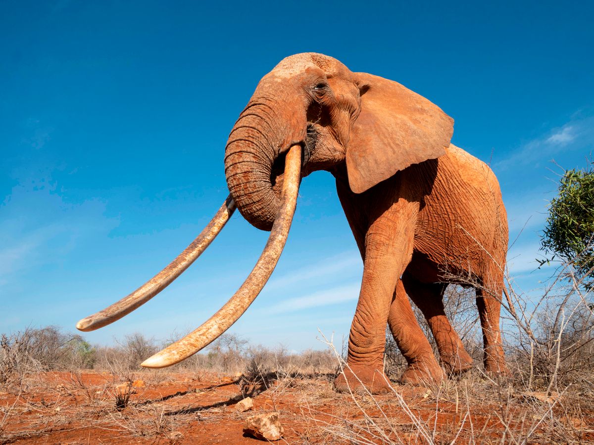 Rare Photos of Kenya’s Queen Elephant released