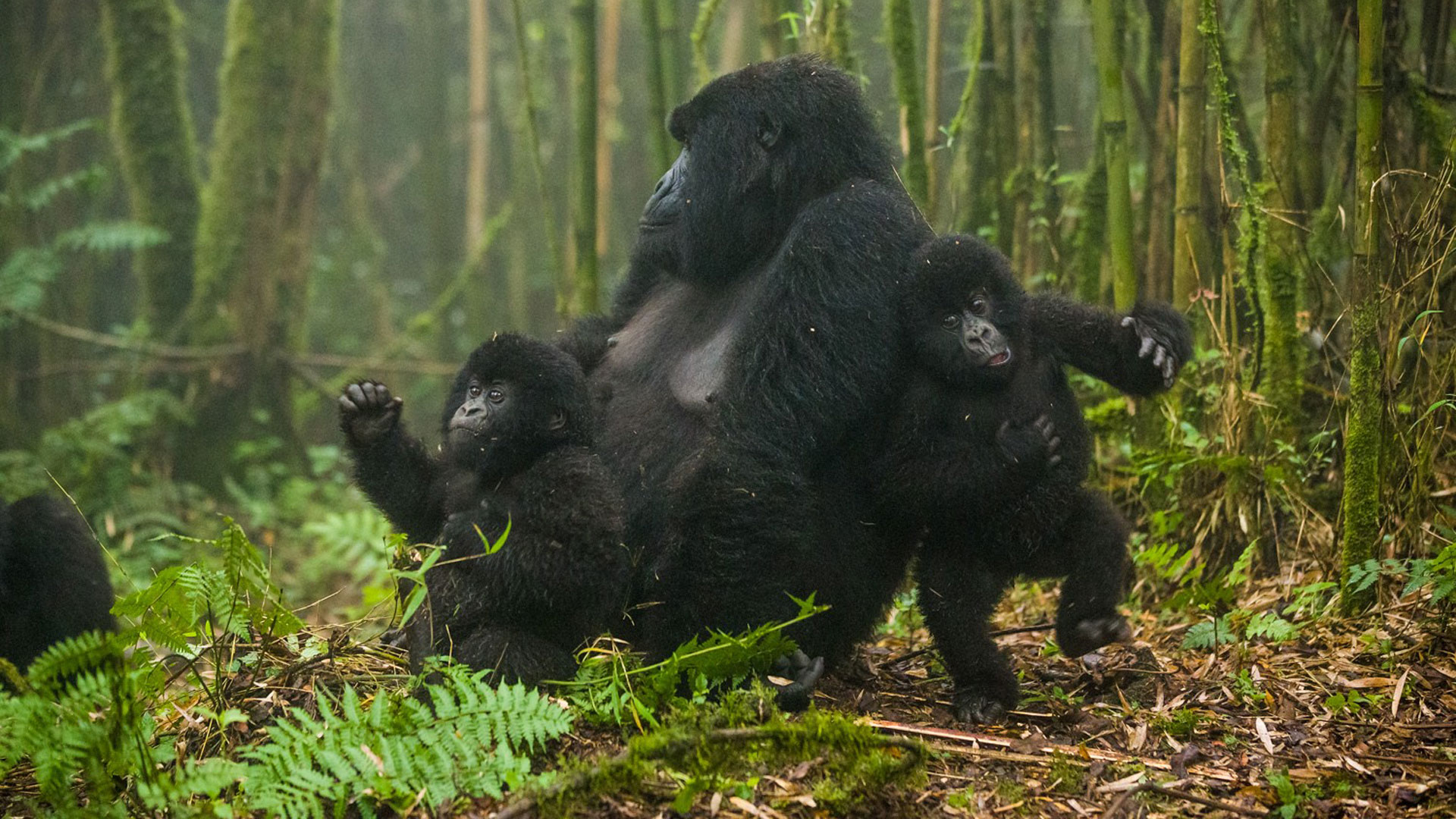 Naming baby gorillas in Rwanda’s Kwita Izina ceremony
