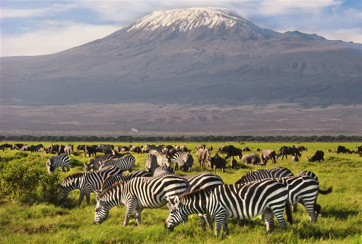Amboseli Zebra Pebble Travel