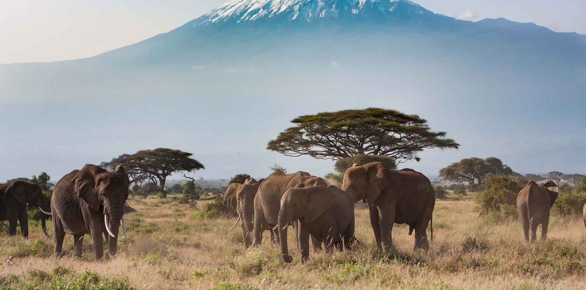 Elephants at Amboseli National Park.