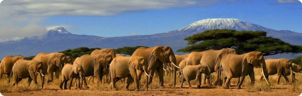 Elephants Amboseli Travelshoppe