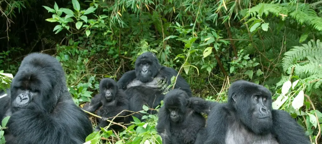 Enjoy 3-day gorilla trekking safari in Uganda
