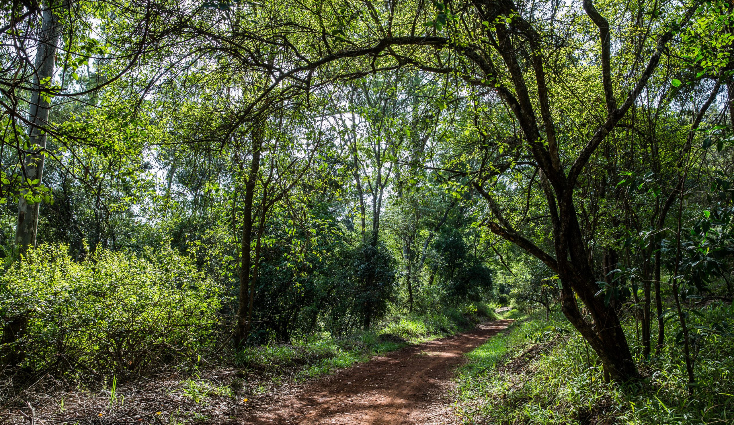 Karura Forest in Kenya, the Workout Forest