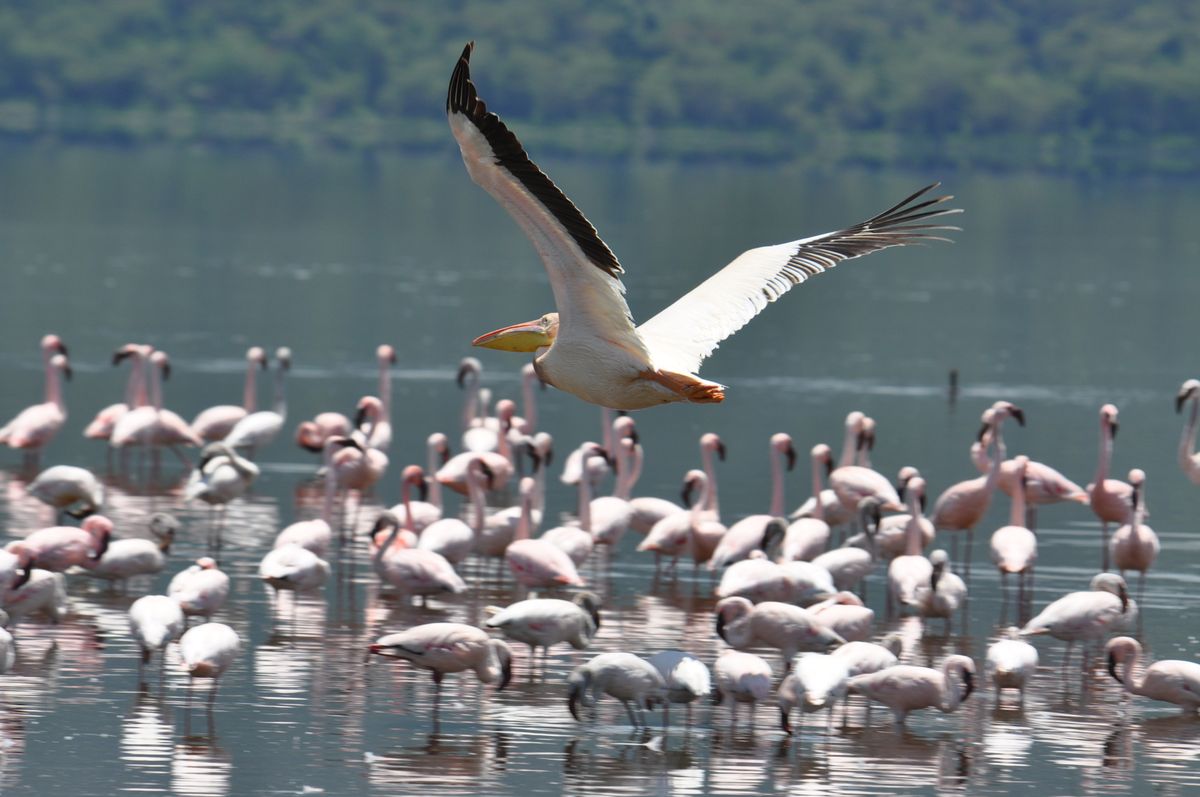 Flamingos Lake Nakuru