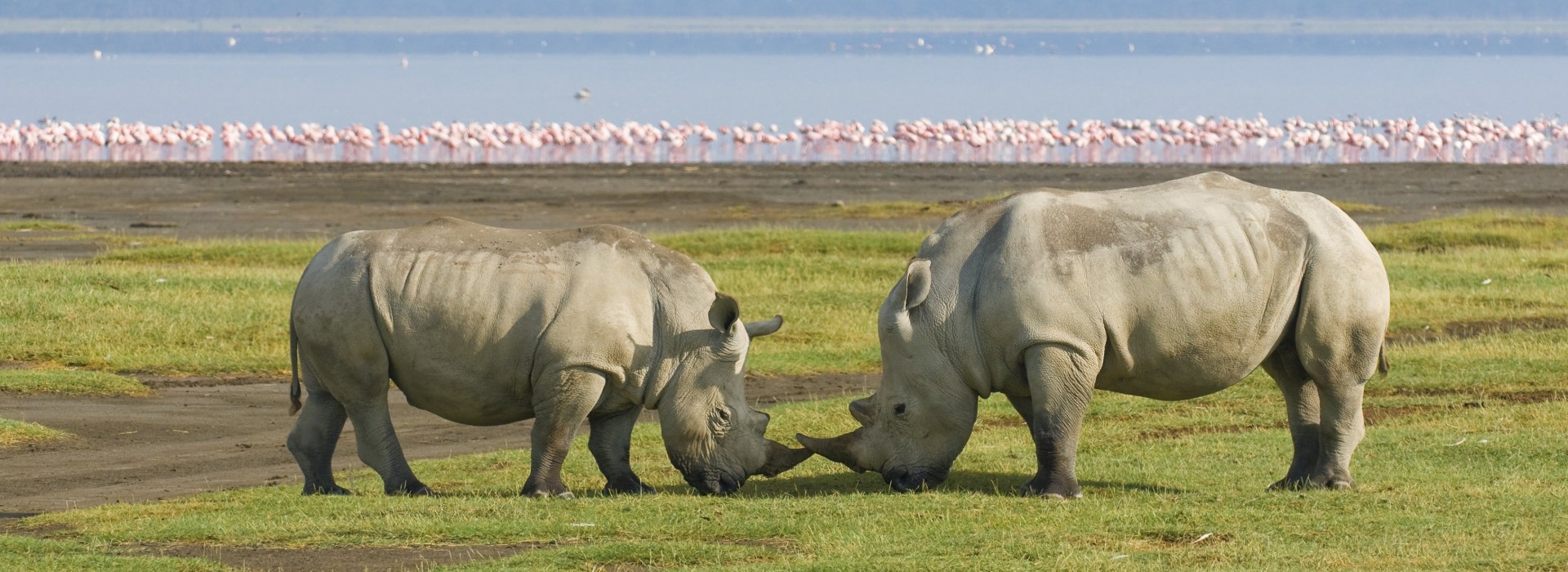 Rhinos at Lake Nakuru National Park