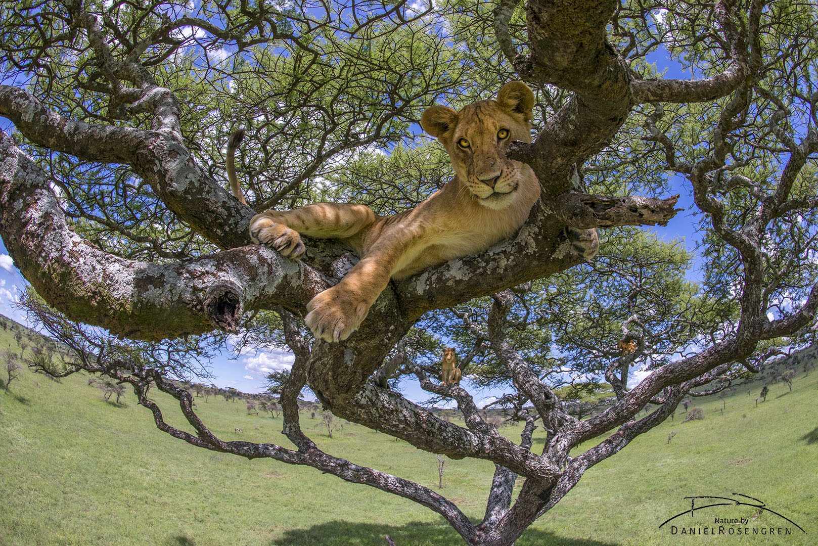Tree-climbing lions of Tanzania and Uganda