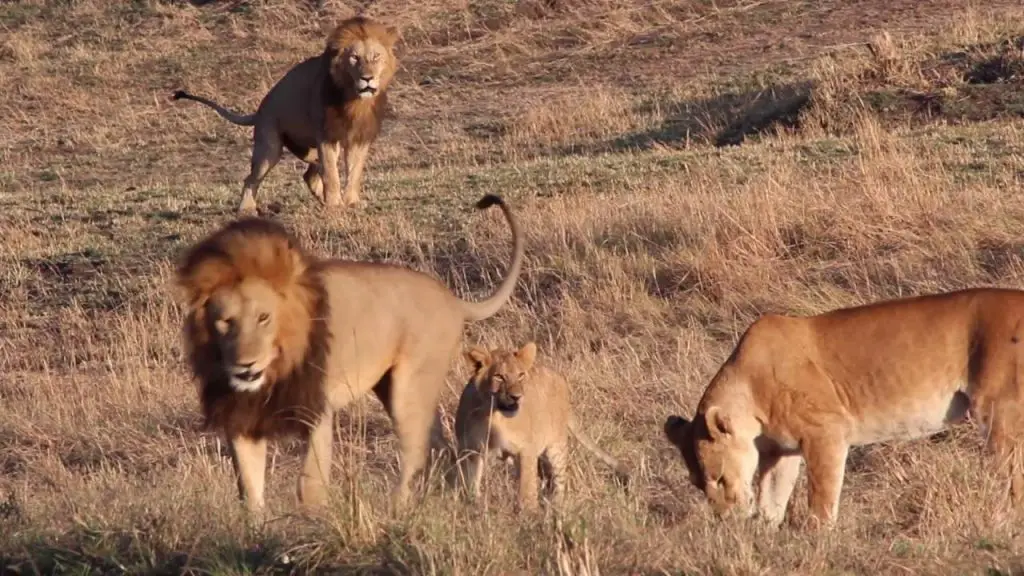 All about the lions of the Serengeti in Tanzania