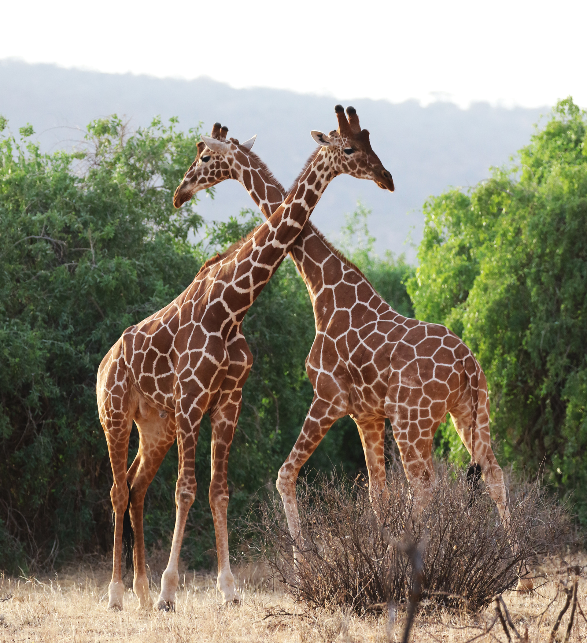 Endangered reticulated giraffe