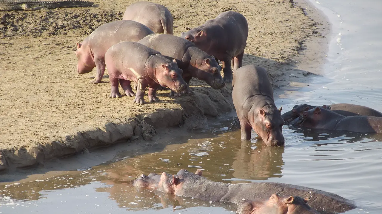 Zambia’ s River Horses — Hippos