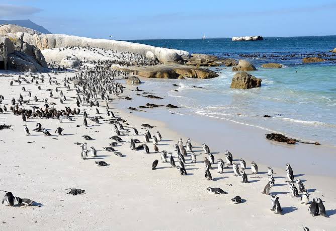 What you need to know about the penguins of South Africa