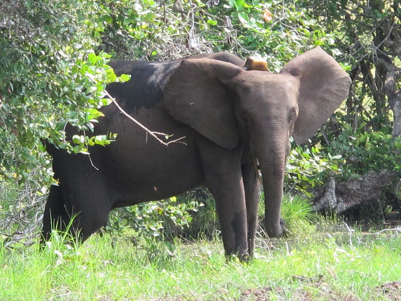 A Visit to “Africa’s Last Eden”- Gabon’s Loango National Park