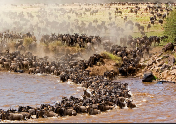 Maasai Mara’s Migration Returns
