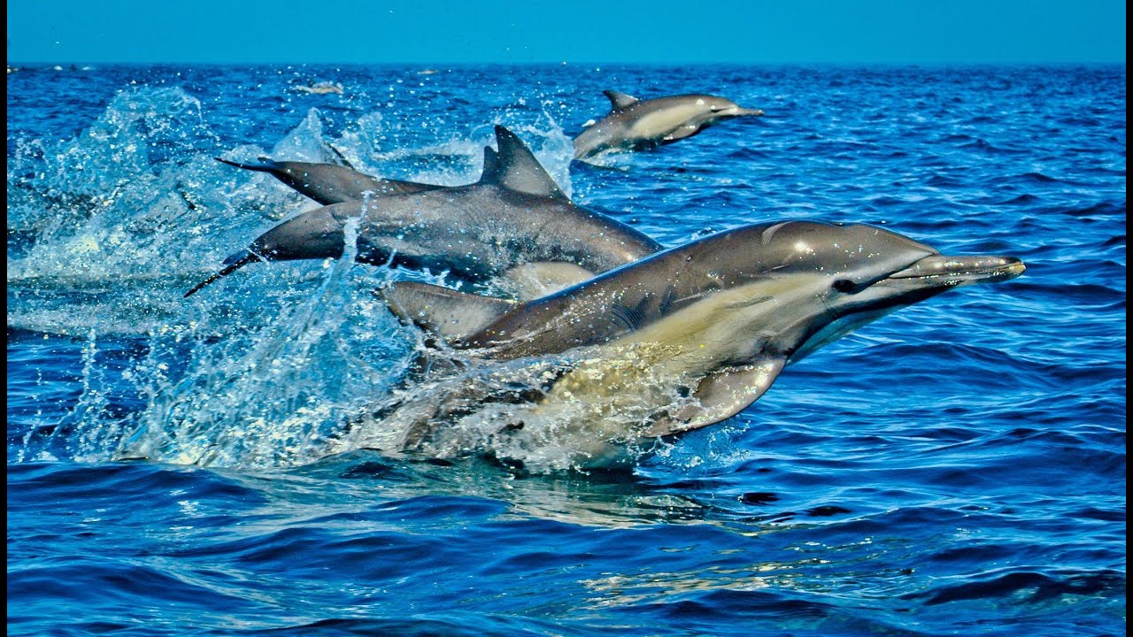 Dolphin tour at Wasini Island in Kenya
