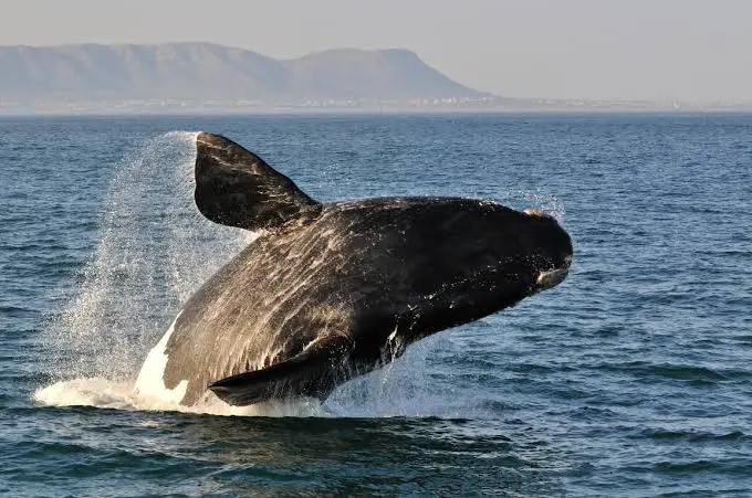 Whale watching spots in Cape Town, South Africa