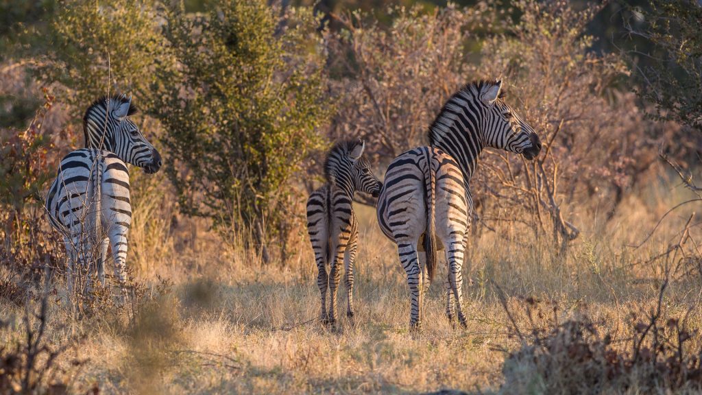 Exploring Africa’s wild through Nxai Pan National Park in Botswana