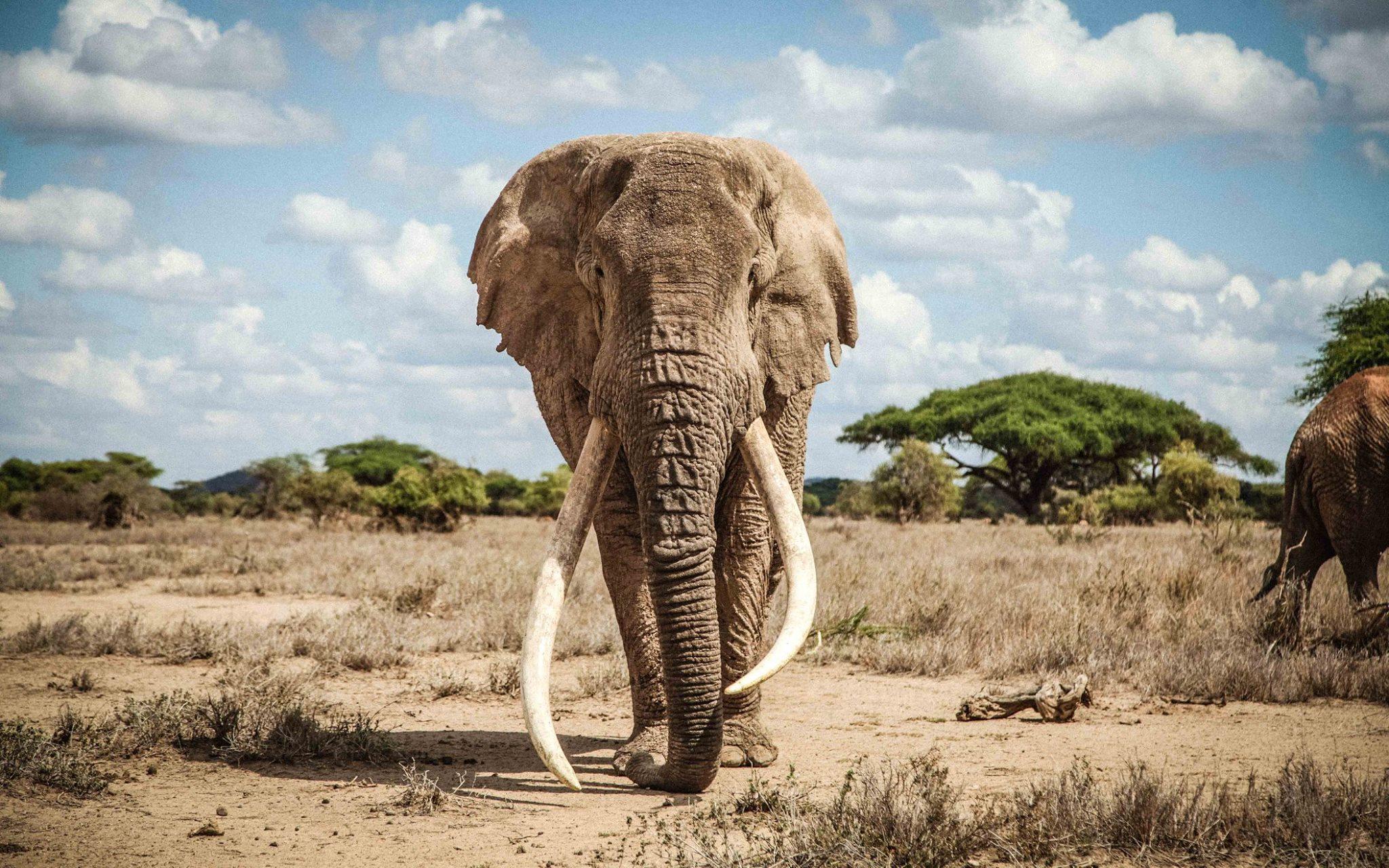 Tim, Kenya’s largest elephant dies at Amboseli aged 50