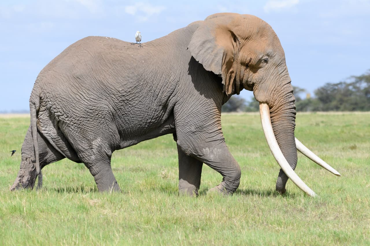 Tim, Kenya’s largest elephant dies at Amboseli aged 50
