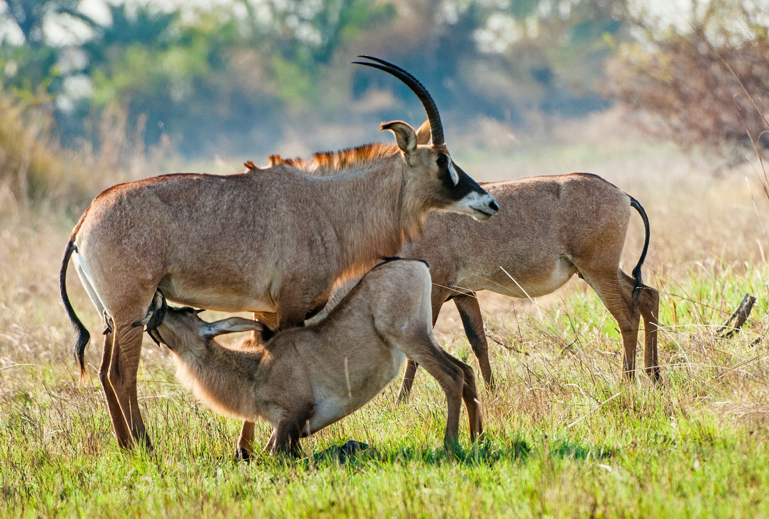 Roan Antelopes at Ruma National Park in Homabay