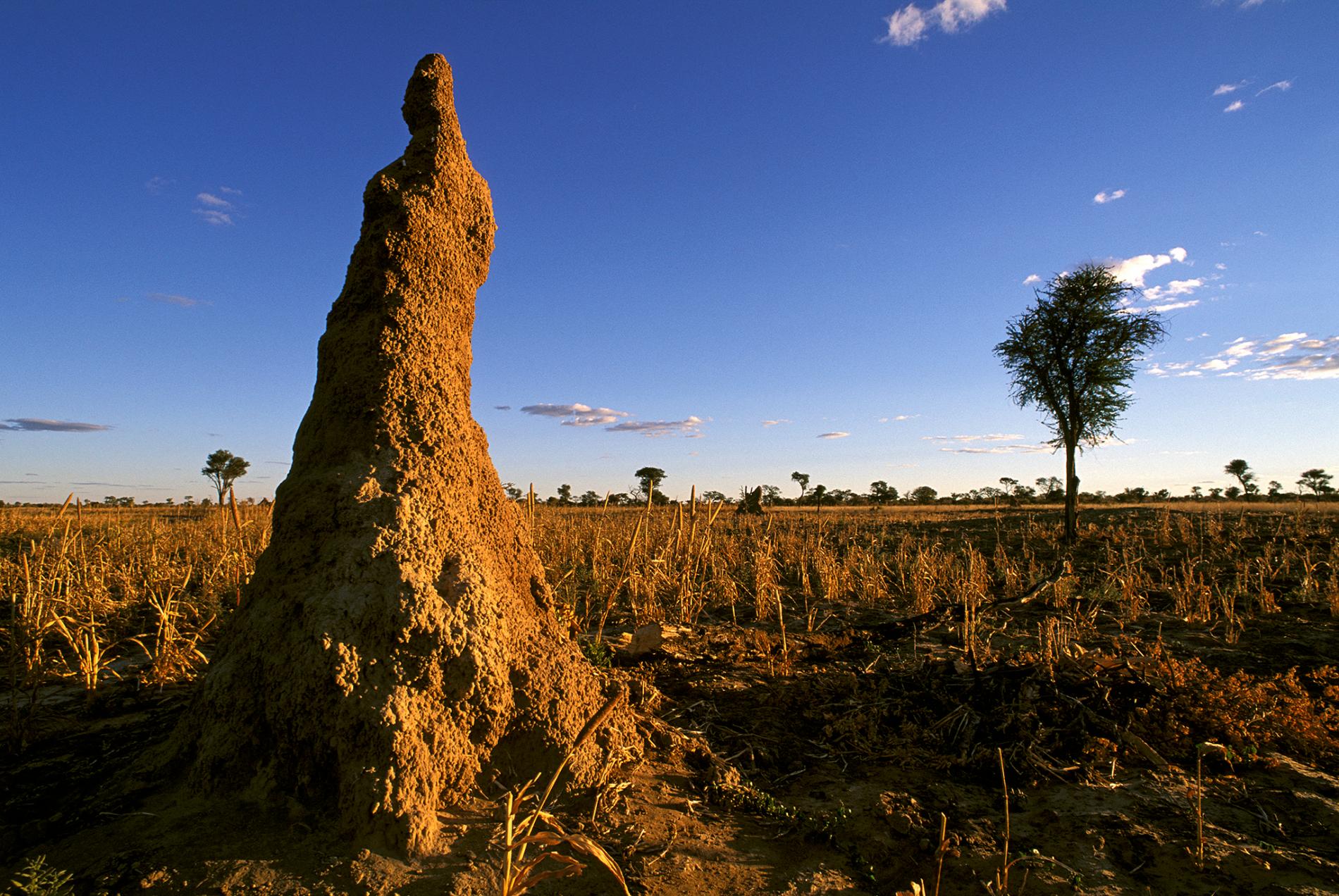 Flying African Termites, the all-time delicacy for Ugandans