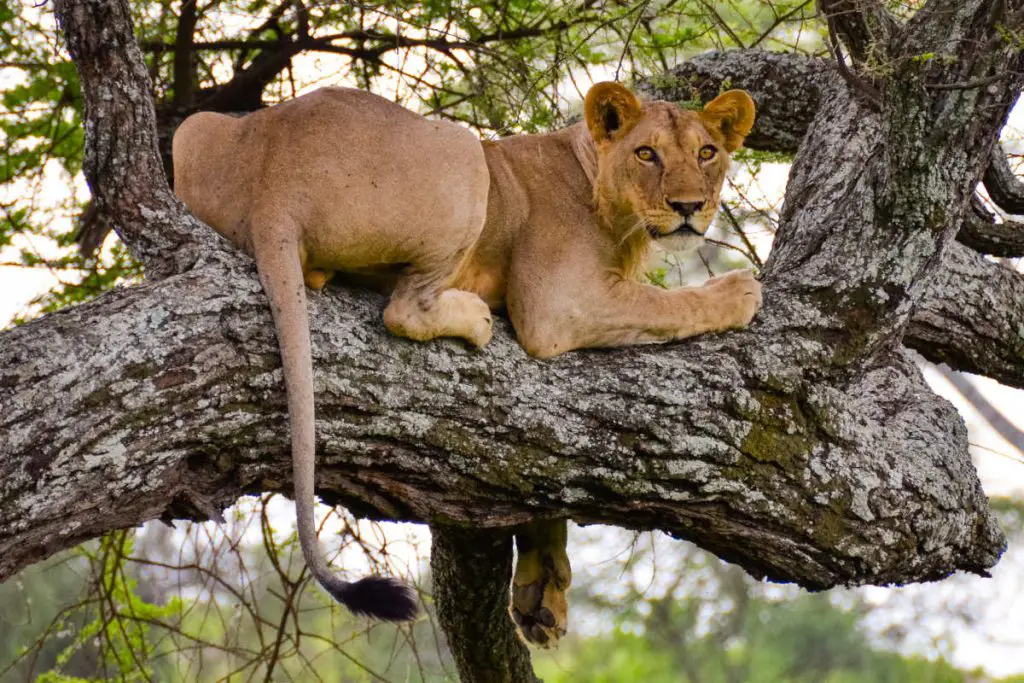 Tarangire National Park, home to Tanzania’s tree-climbing lions