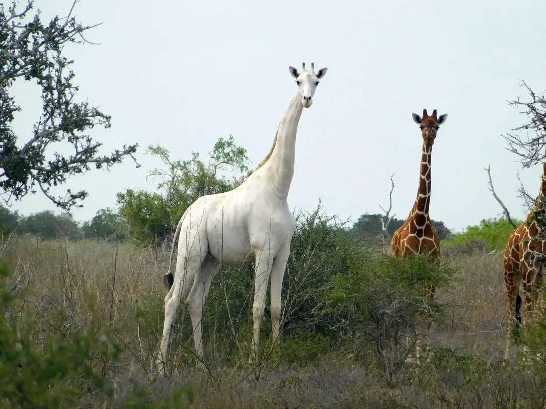 Poachers kill Kenya's last and rare female white giraffe